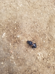 Nicrophorus guttula