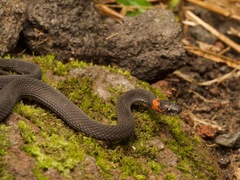 Ringneck Coffee Snake photo 5