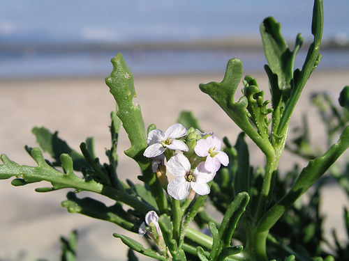Sea rocket