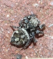 Habronattus fallax