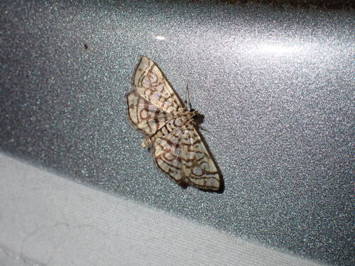 Bog Lygropia Moth photo 5