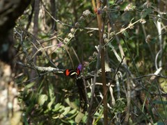 Heliconius erato phyllis