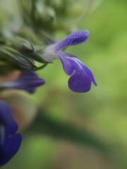 Salvia urolepis