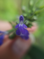 Salvia urolepis
