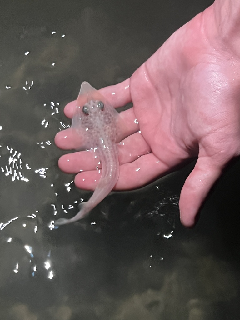 Common guitarfish (Rhinobatos rhinobatos) — Rhinobatidae