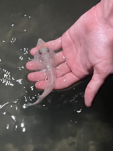 Common guitarfish (Rhinobatos rhinobatos) — Rhinobatidae