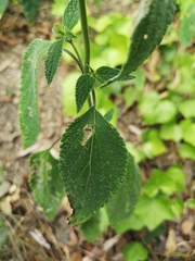 Salvia urolepis