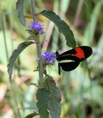 Heliconius erato phyllis