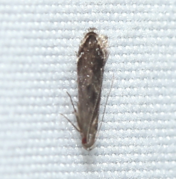 Untomia albistrigella