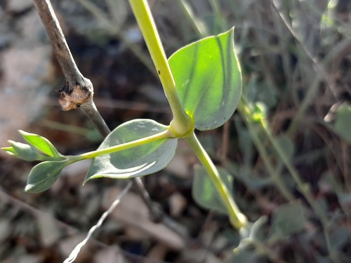 Silene chlorifolia, photograph 5