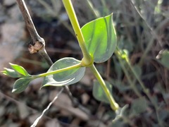 Silene chlorifolia, photograph (c) Serdar Ölez, some rights reserved (CC BY-SA)