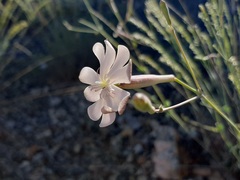 Silene chlorifolia, photograph (c) Serdar Ölez, some rights reserved (CC BY-SA)