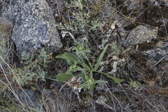 Pyrrocoma carthamoides