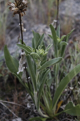 Pyrrocoma carthamoides