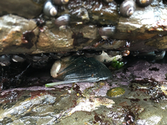 Haliotis cracherodii