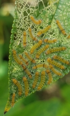 Halysidota cinctipes