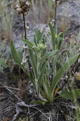 Pyrrocoma carthamoides