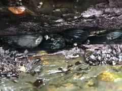 Haliotis cracherodii