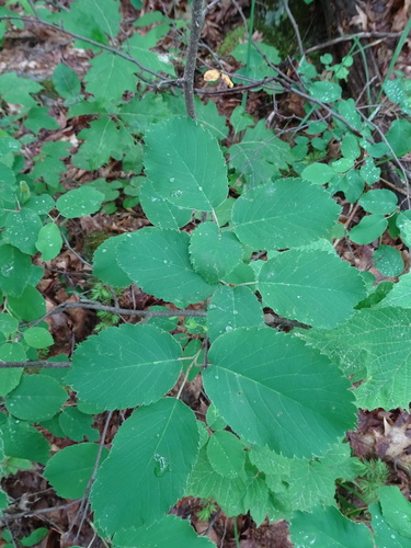 Gaspé serviceberry (Amelanchier gaspensis)