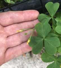 Oxalis stricta