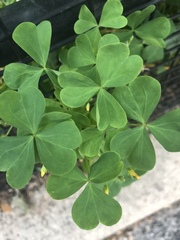 Oxalis stricta