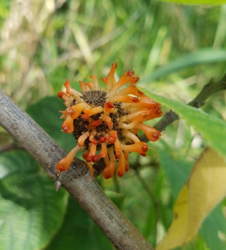 Broussonetia papyrifera image