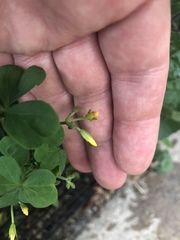 Oxalis stricta