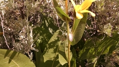 Wyethia amplexicaulis