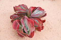 Kalanchoe luciae