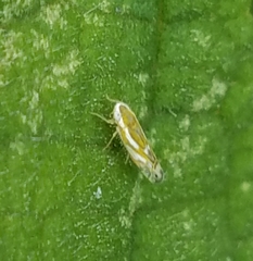 Alconeura dorsalis