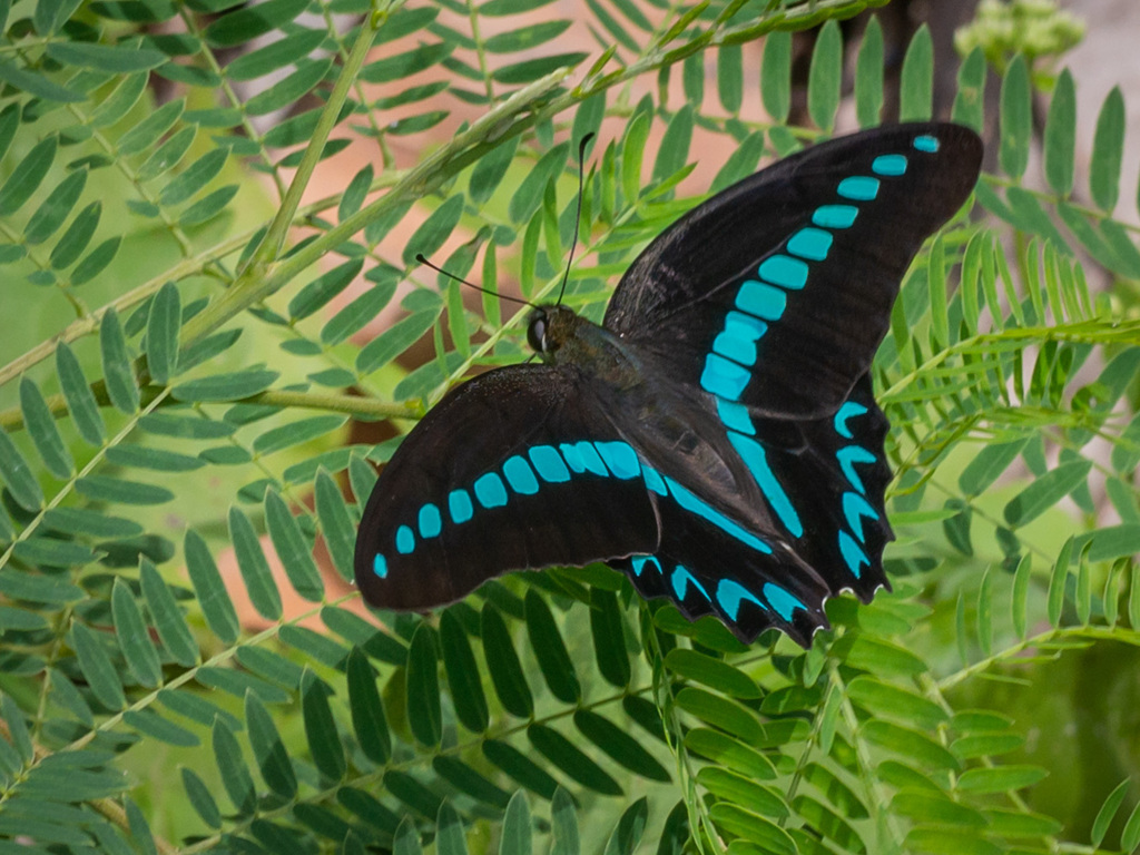 Milon's Bluebottle