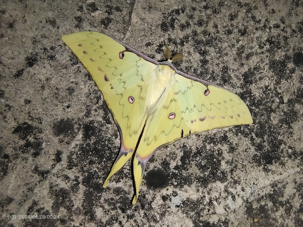 Actias angulocaudata