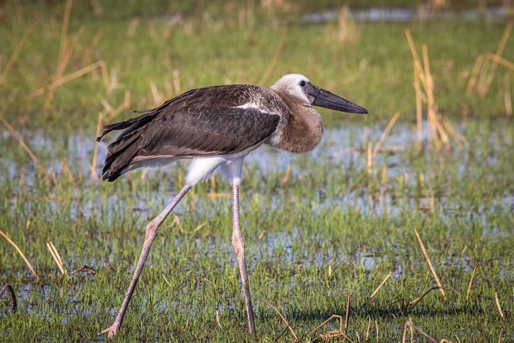 Saddle-Billed Stork