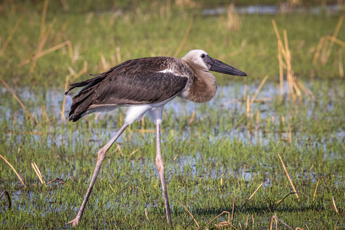 Saddle-billed Stork
