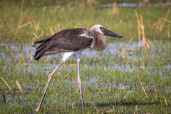 Saddle-Billed Stork photo 1