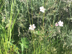 Geranium viscosissimum