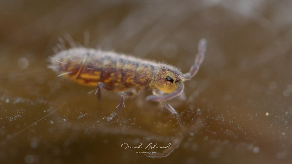 Isotomurus maculatus