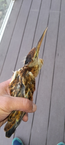 Little Bittern