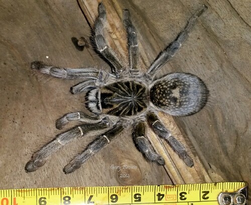 Ceratogyrus meridionalis
