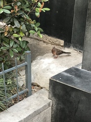 Streptopelia chinensis