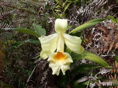 Sobralia xantholeuca
