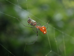 Argyrodes miniaceus