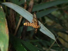 Amata grotei