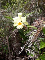 Sobralia xantholeuca