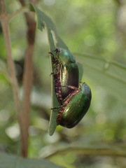 Anomala russiventris
