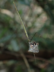Ariamnes cylindrogaster