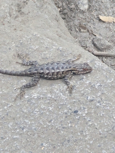 iNaturalist observation photo of Western Fence Lizard