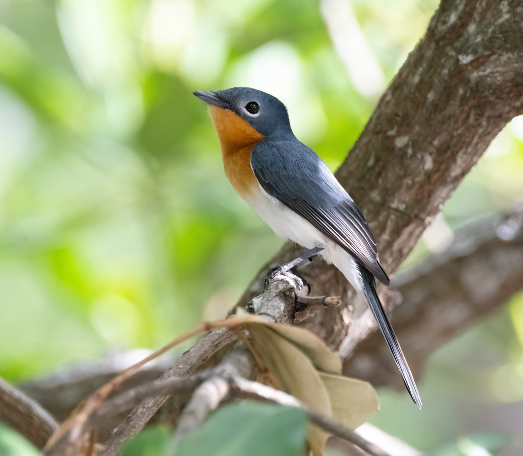 Broad-billed Flycatcher