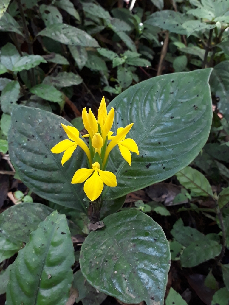 Aphelandra sulphurea
