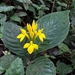 Aphelandra sulphurea - Photo (c) hasielvm, μερικά δικαιώματα διατηρούνται (CC BY-NC), uploaded by hasielvm
